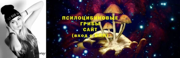 индика Ельня